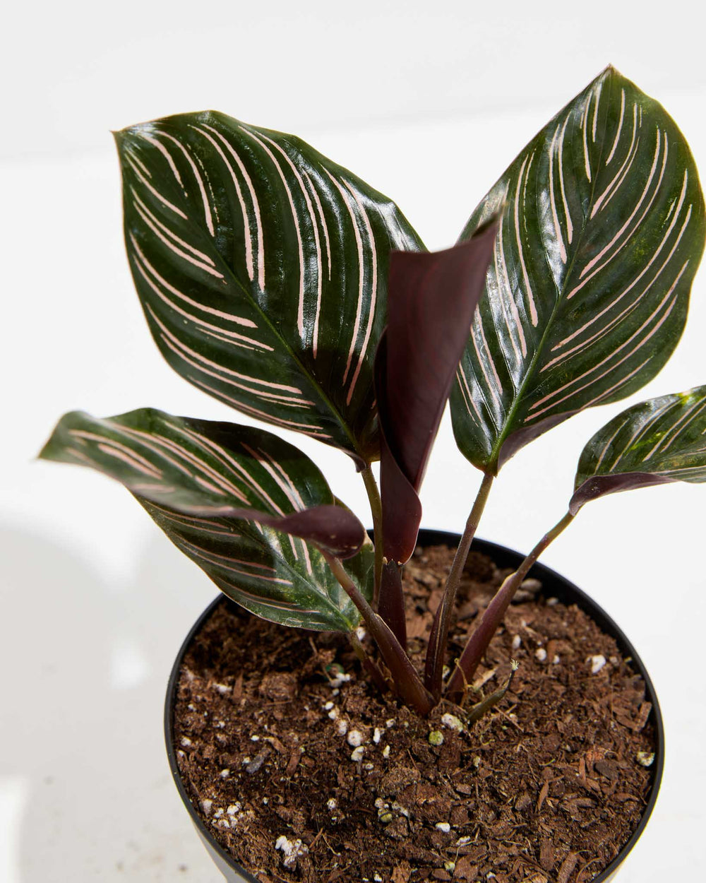 Calathea Ornata Pink Pinstripe leaf detail macro, pink and white variegated striping on ornate prayer plant leaves