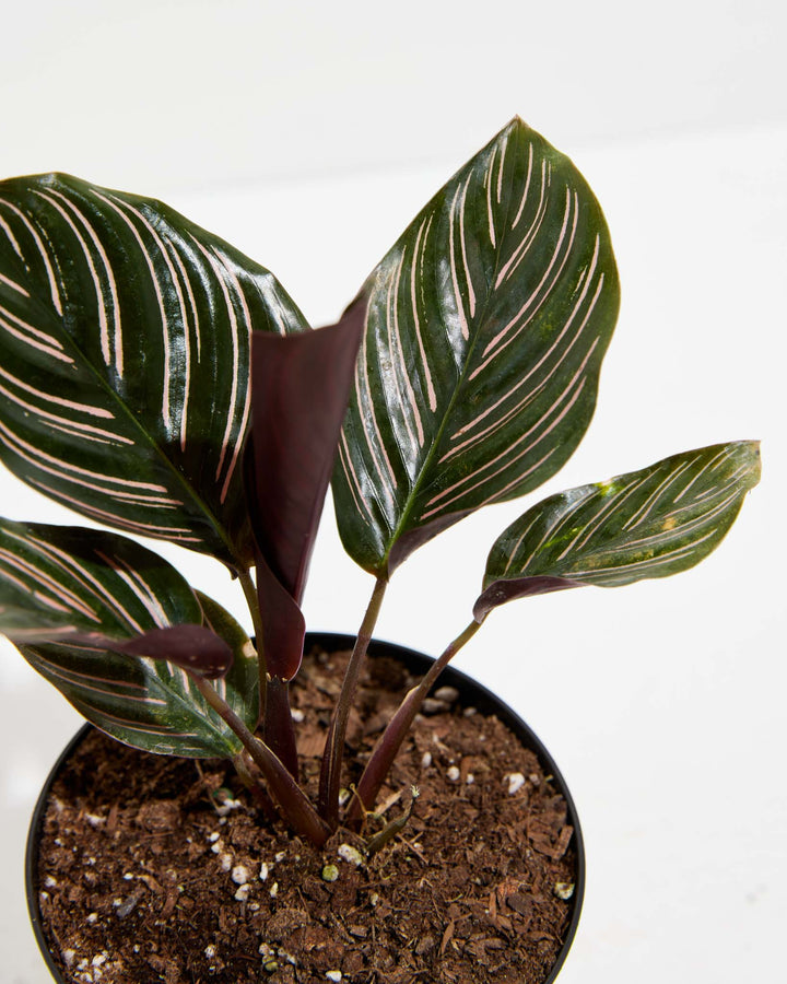 Extreme close-up macro of Calathea Ornata Pink Pinstripe leaves, intricate pink pinstripe vein pattern on dark green foliage