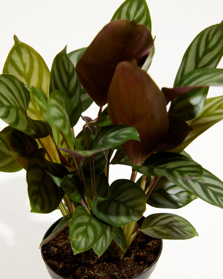 "Compact Star" Prayer Plant (Calathea), Lively Root, Plant, , , , 