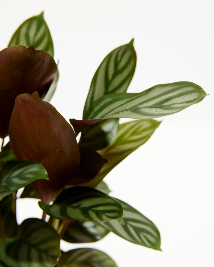 "Compact Star" Prayer Plant (Calathea), Lively Root, Plant, , , , 