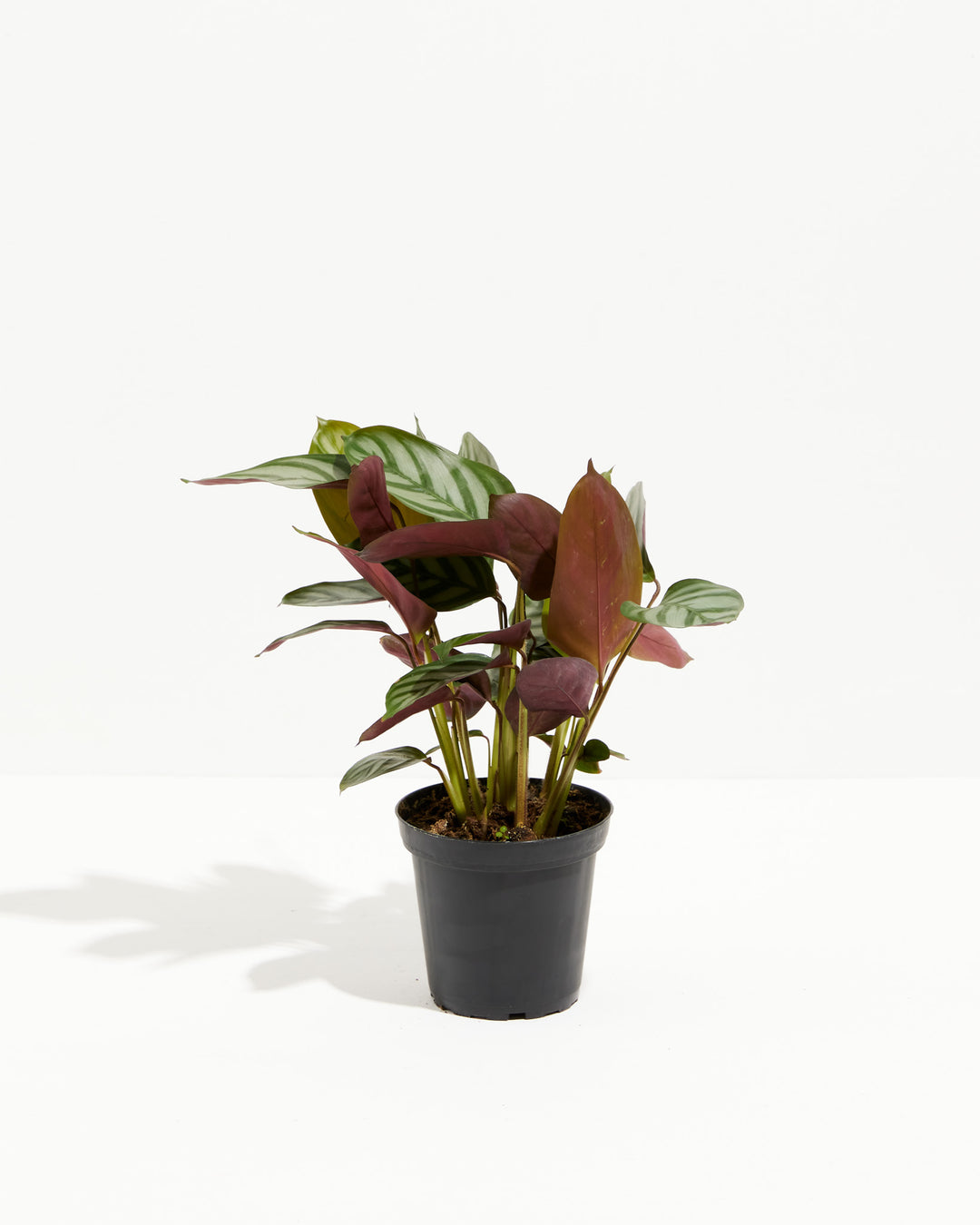 "Compact Star" Prayer Plant (Calathea), Lively Root, Plant, Size, Small, , 