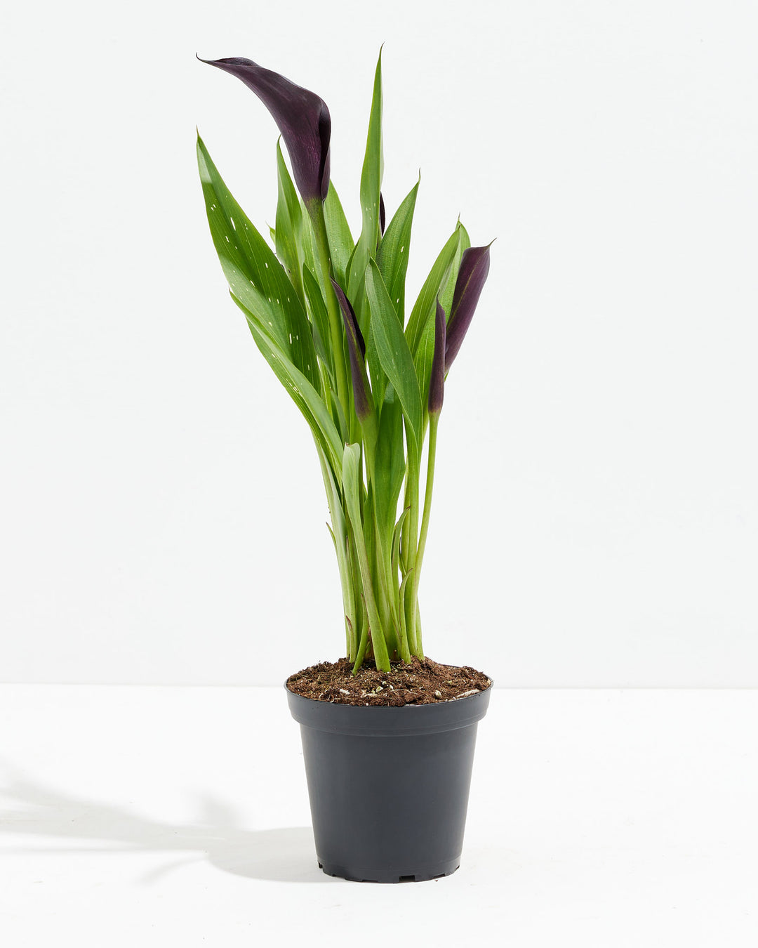 Black Calla Lily