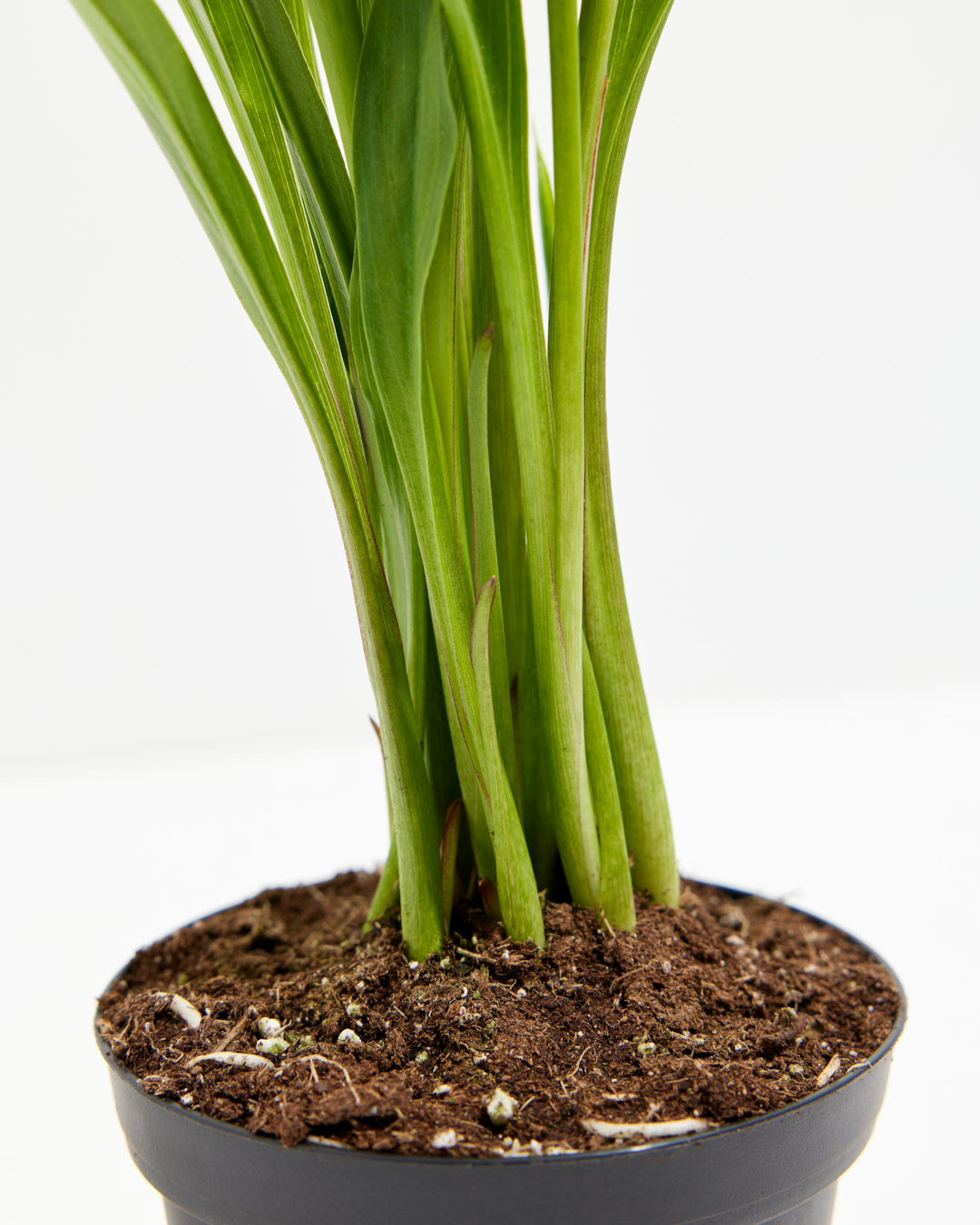 Black Calla Lily