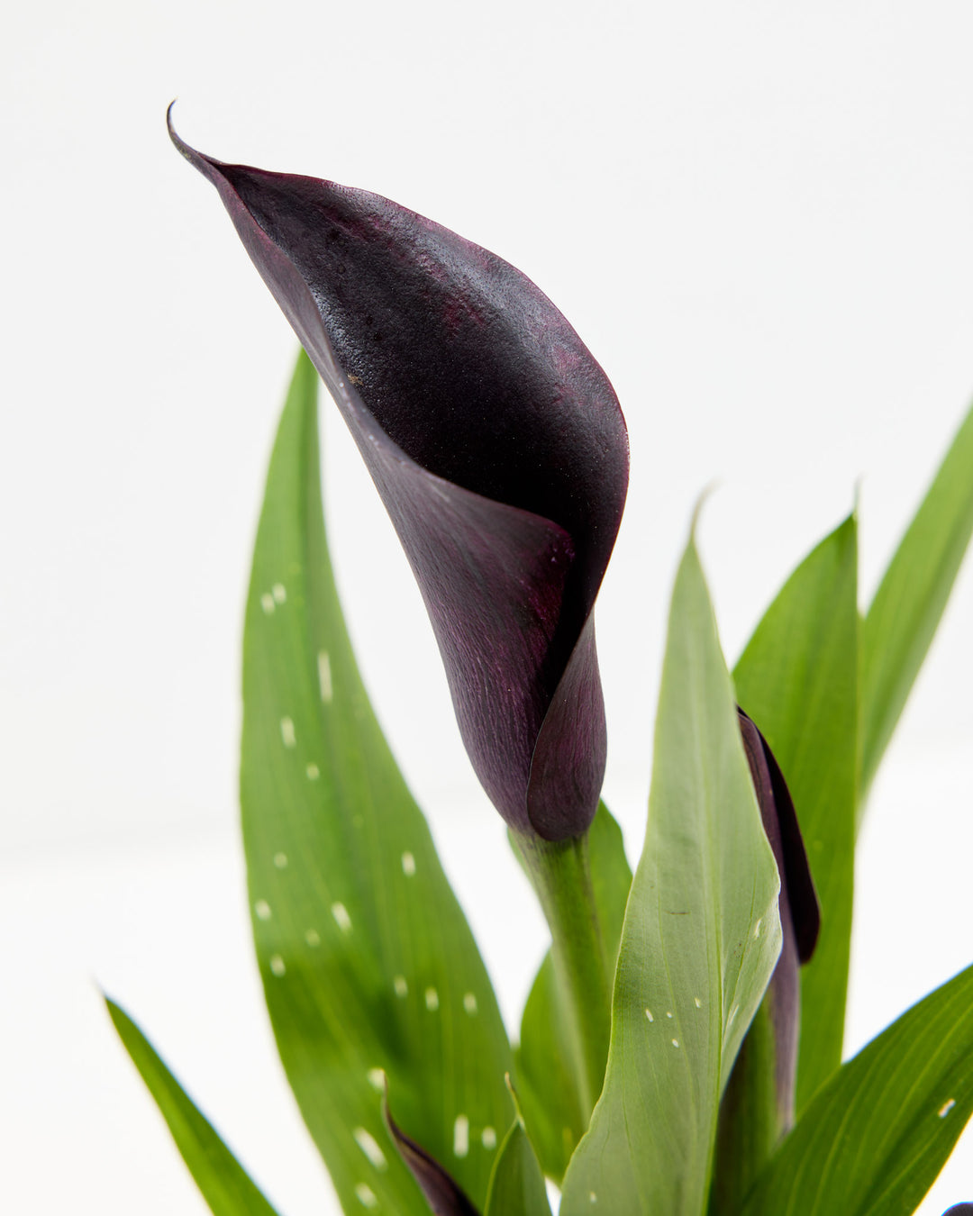 Black Calla Lily