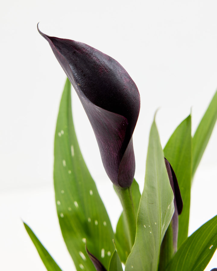 Black Calla Lily