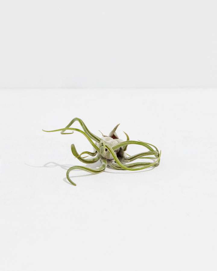 T. Caput-Medusae Air Plant, Lively Root, Plant, , , , 