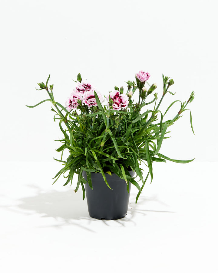 Carnation 'Super Trouper Lilac on Purple', Lively Root, Plant, Size, Small, , 