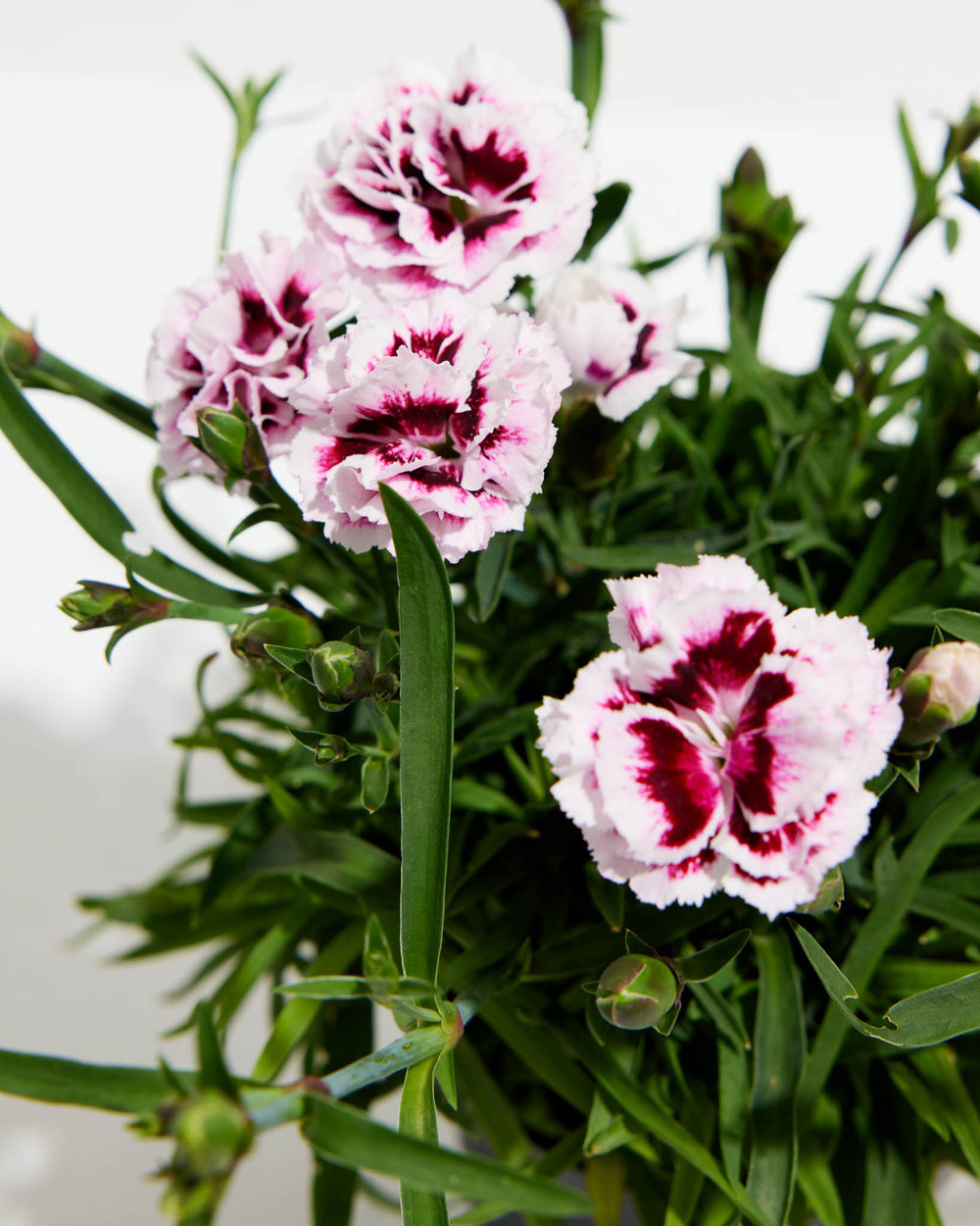 Carnation 'Super Trouper Lilac on Purple', Lively Root, Plant, , , , 