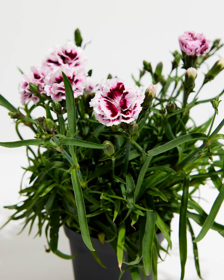 Carnation 'Super Trouper Lilac on Purple', Lively Root, Plant, , , , 