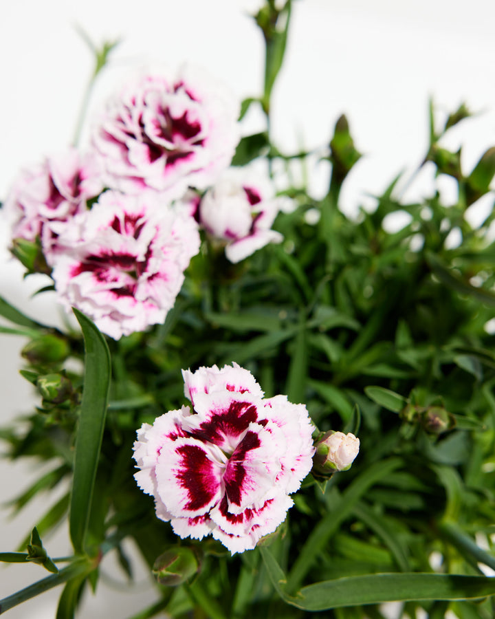Carnation 'Super Trouper Lilac on Purple', Lively Root, Plant, , , , 