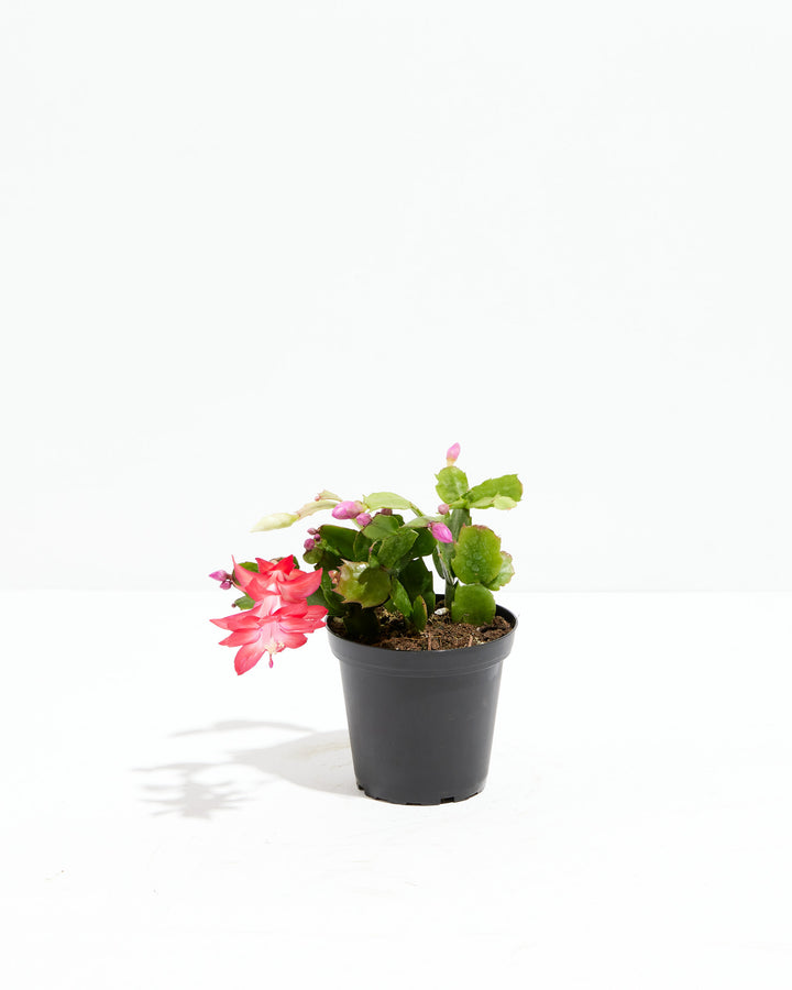 Small Christmas Cactus in a 4-inch black grower pot with a trailing red bloom and pink buds on light green segmented stems against a white background