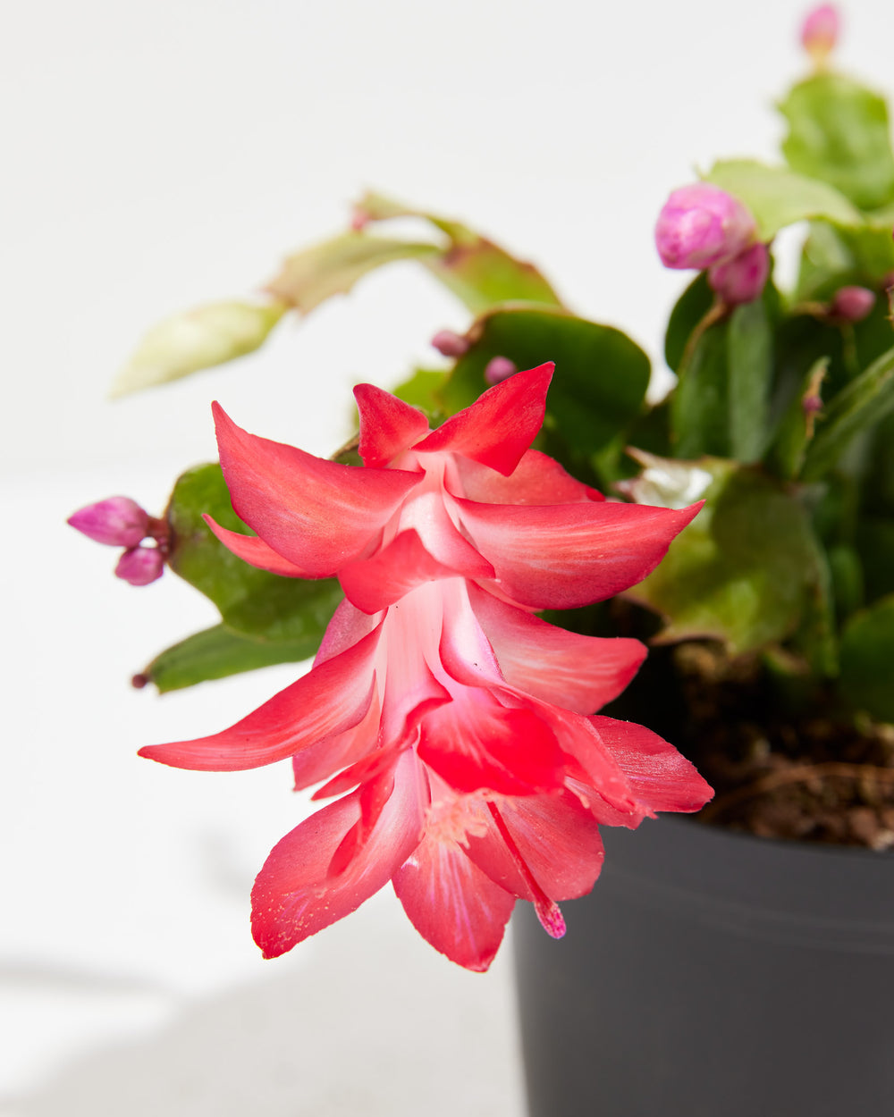 Close-up of Christmas Cactus showing a large layered pink-red bloom with multiple petals and purple buds on green segmented stems against a white background