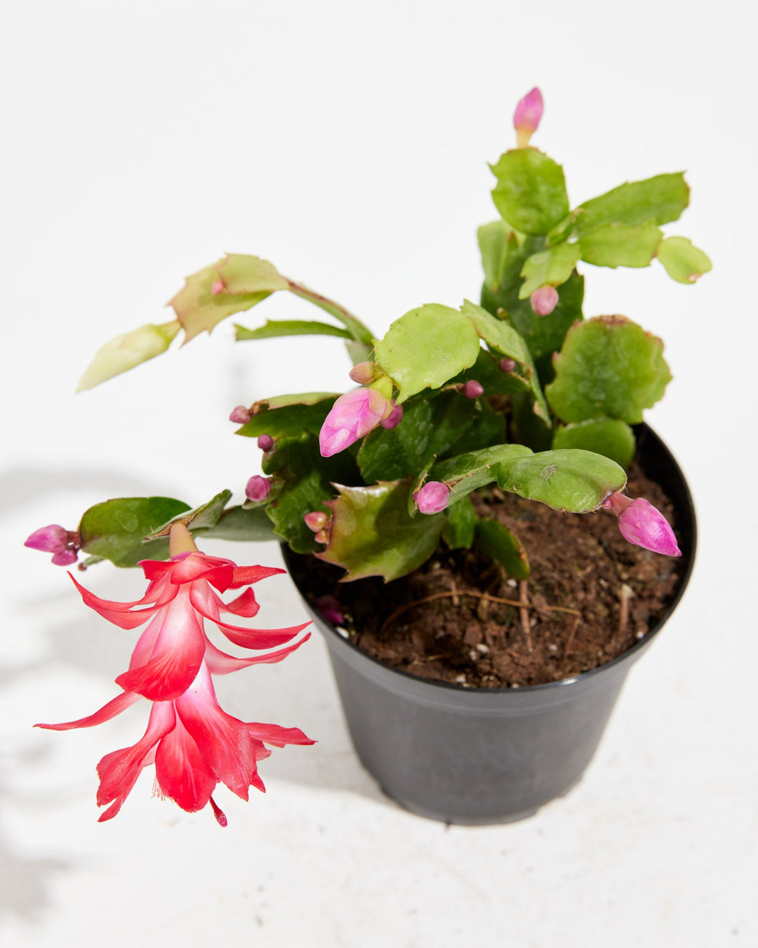 San Diego Stud Zygocactus, Lively Root, Plant, , , , 
