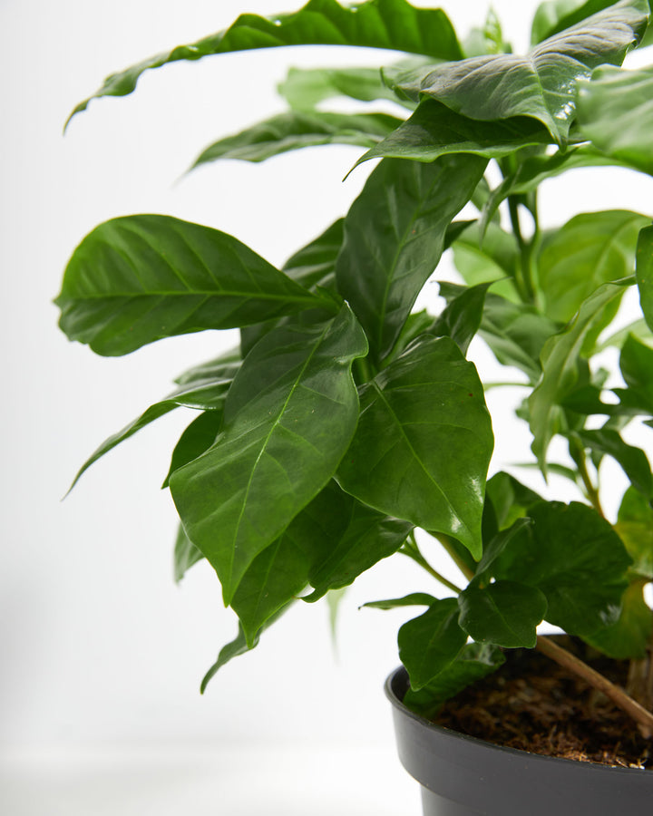 Coffee plant leaf detail showing rich, deep green color and wavy leaf margins