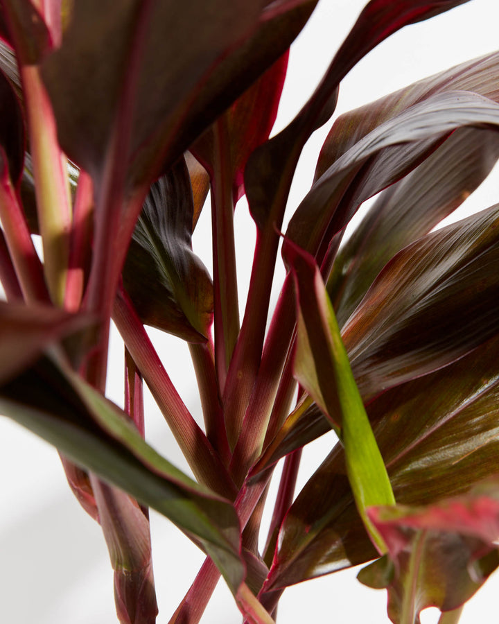 A close-up of the Cordyline Florida Flamingo reveals the rich color gradient along its glossy leaf blades.