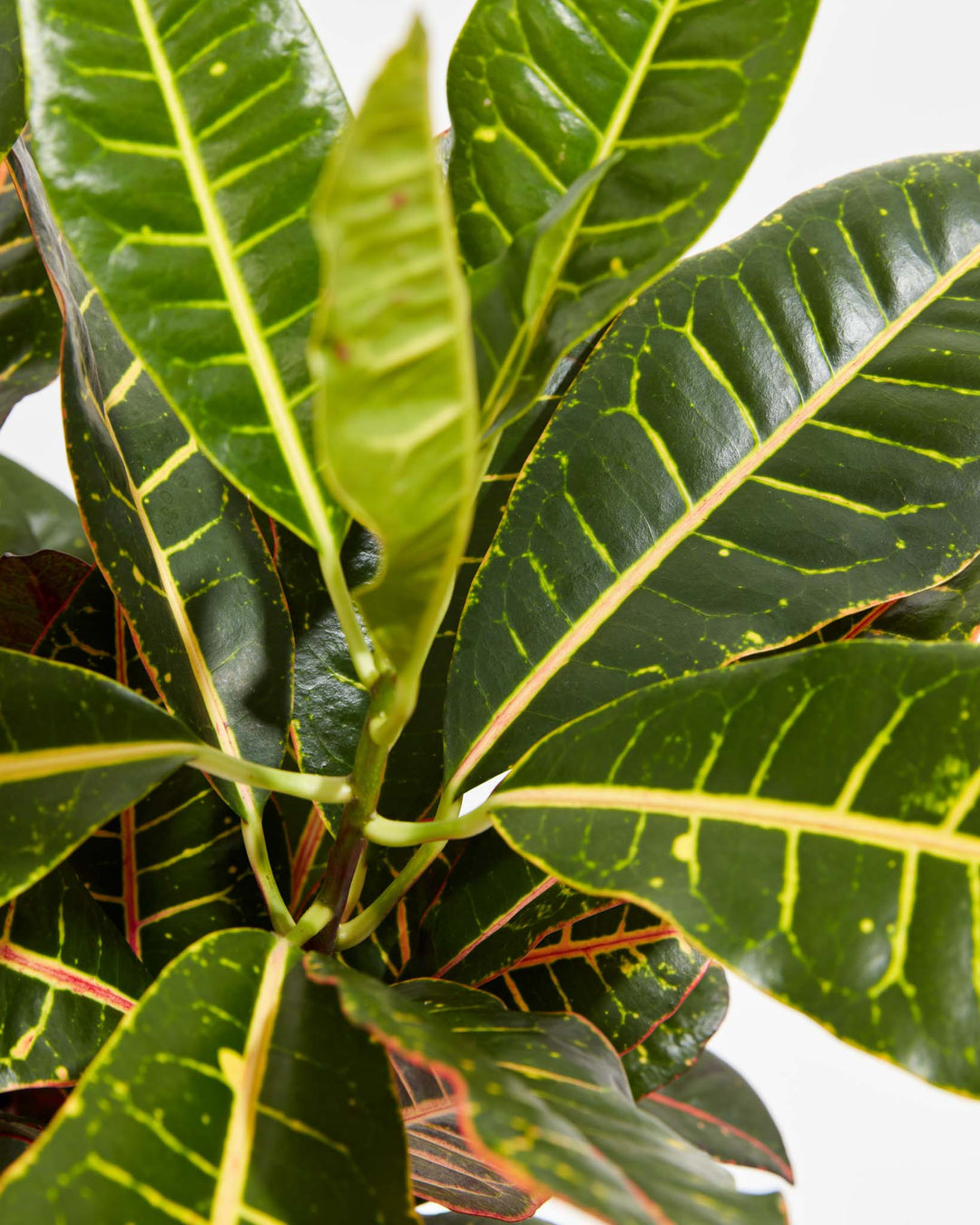 Close-up of Petra Croton showing dense overlapping dark green leaves with bright yellow and red vein markings from an overhead angle against a white background