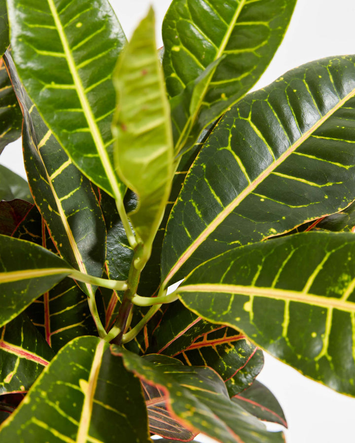 Close-up of Petra Croton showing dense overlapping dark green leaves with bright yellow and red vein markings from an overhead angle against a white background