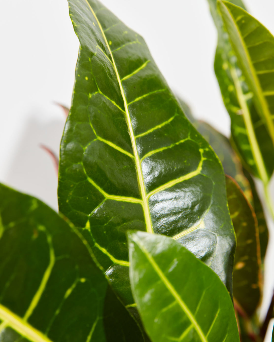 Close-up of Petra Croton showing large glossy dark green leaf with bright yellow veining network and red-tinged neighboring foliage against a white background