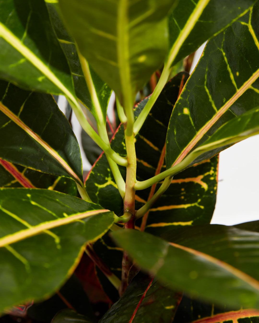 Close-up of Petra Croton crown showing green stems with multiple dark green yellow-veined leaves radiating outward and red-tipped lower foliage