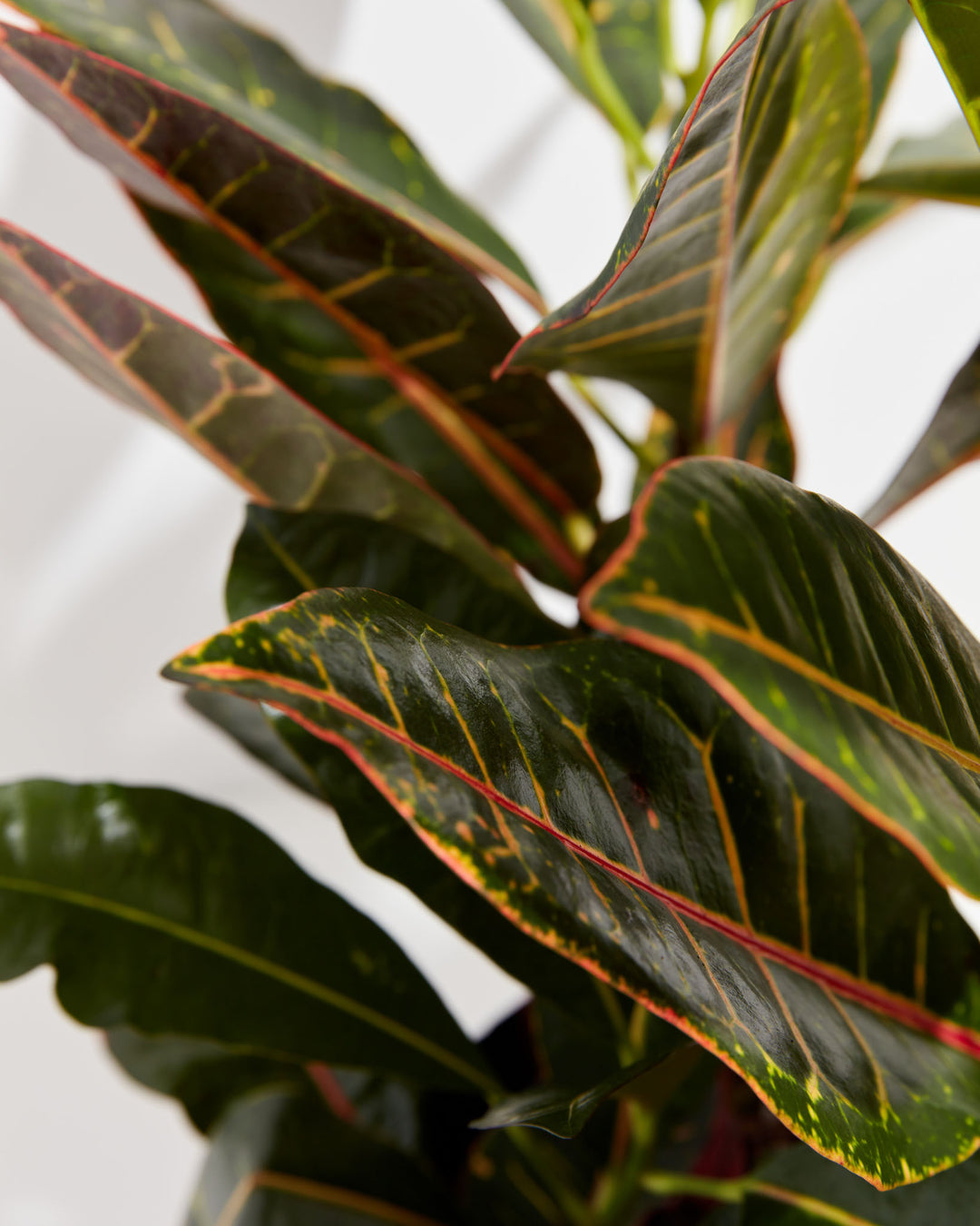 Close-up of Petra Croton showing large dark green leaves with red and yellow vein markings and glossy texture against a white background