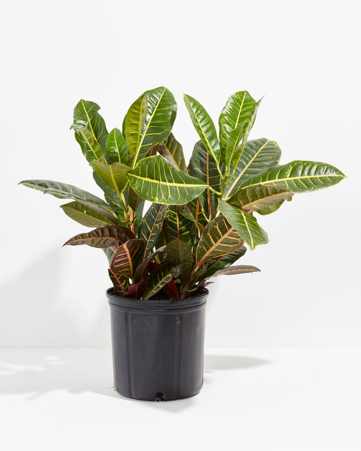 Petra Croton in a 10-inch black grower pot with large dense glossy green and yellow variegated leaves and deep red lower foliage against a white background