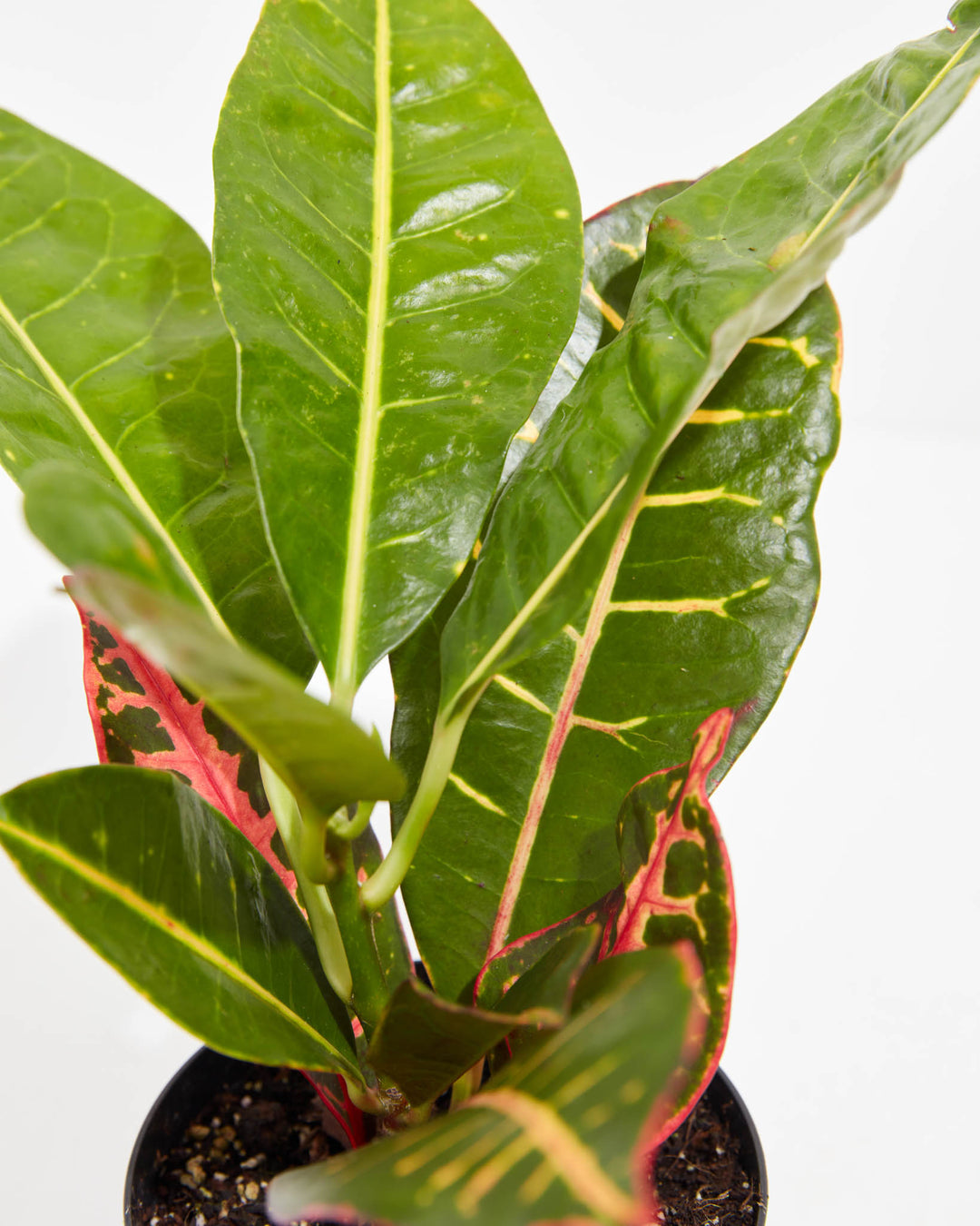 Close-up of Petra Croton showing glossy green leaves with bright yellow veining alongside red and black patterned lower leaves against a white background