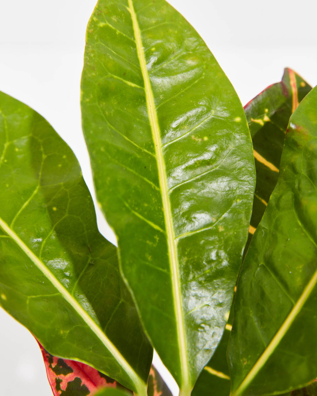 Close-up of Petra Croton showing glossy dark green young leaves with bright yellow midrib veins and red patterned mature leaves below against a white background