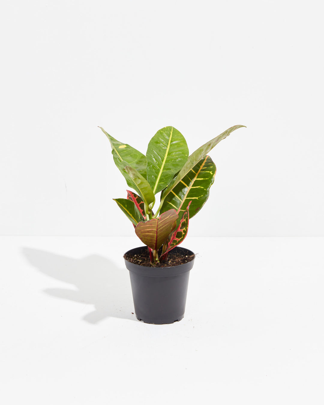 Petra Croton in a 4-inch black grower pot with green yellow-veined upright leaves and red and orange patterned lower foliage against a white background