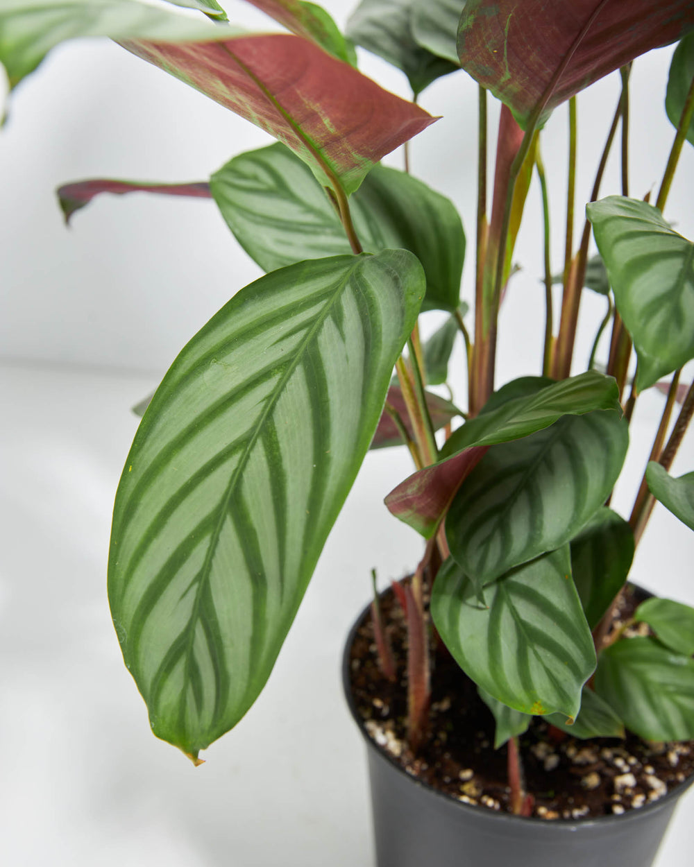 Ctenanthe Setosa Grey Star