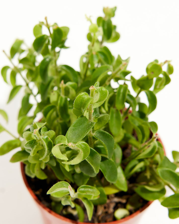Curly Lipstick Plant, Lively Root, Plant, , , , 