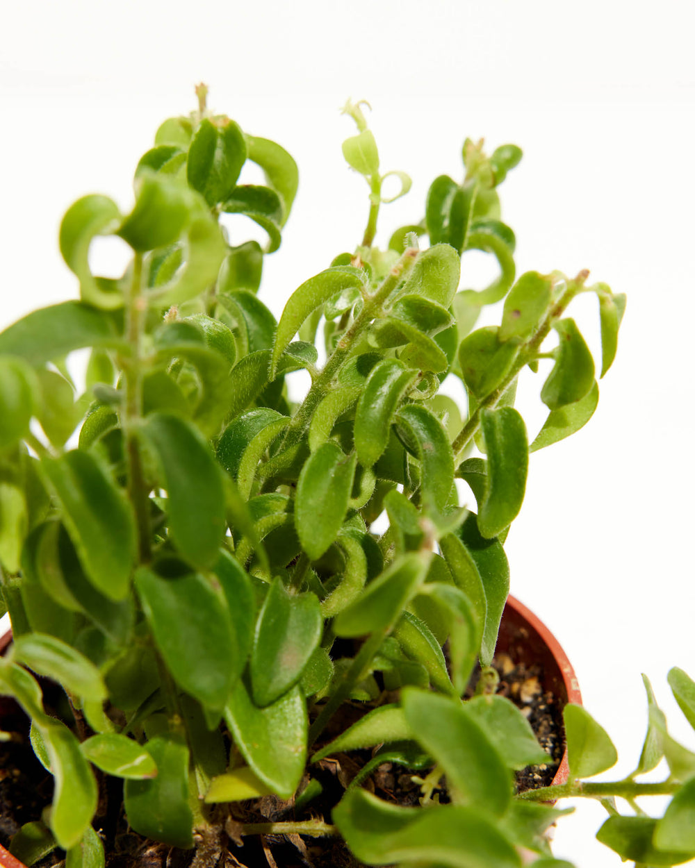 Curly Lipstick Plant, Lively Root, Plant, , , , 