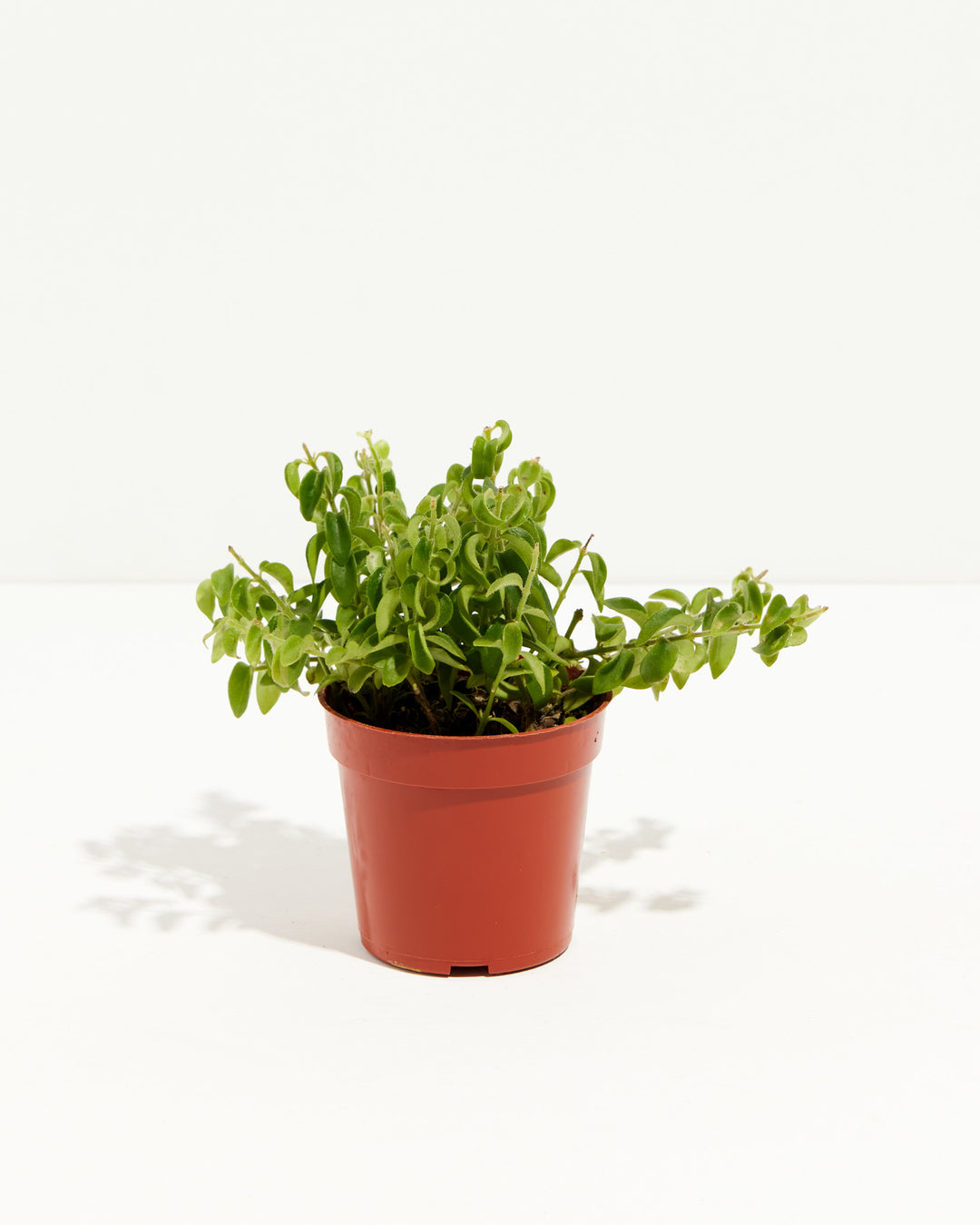 Curly Lipstick Plant, Lively Root, Plant, Size, Small, , 