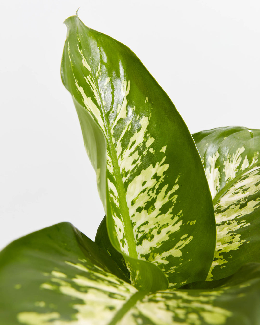 Dieffenbachia Tropic Snow, Lively Root, Plant, , , , 