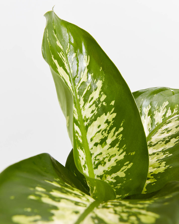 Dieffenbachia Tropic Snow, Lively Root, Plant, , , , 