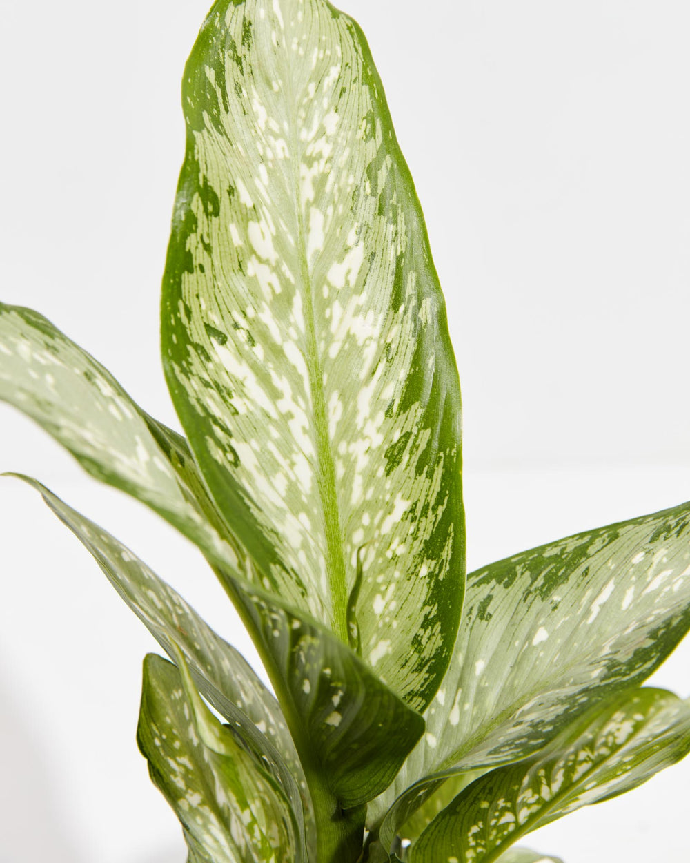 Dieffenbachia Memoria Corsii, Lively Root, Plant, , , , 
