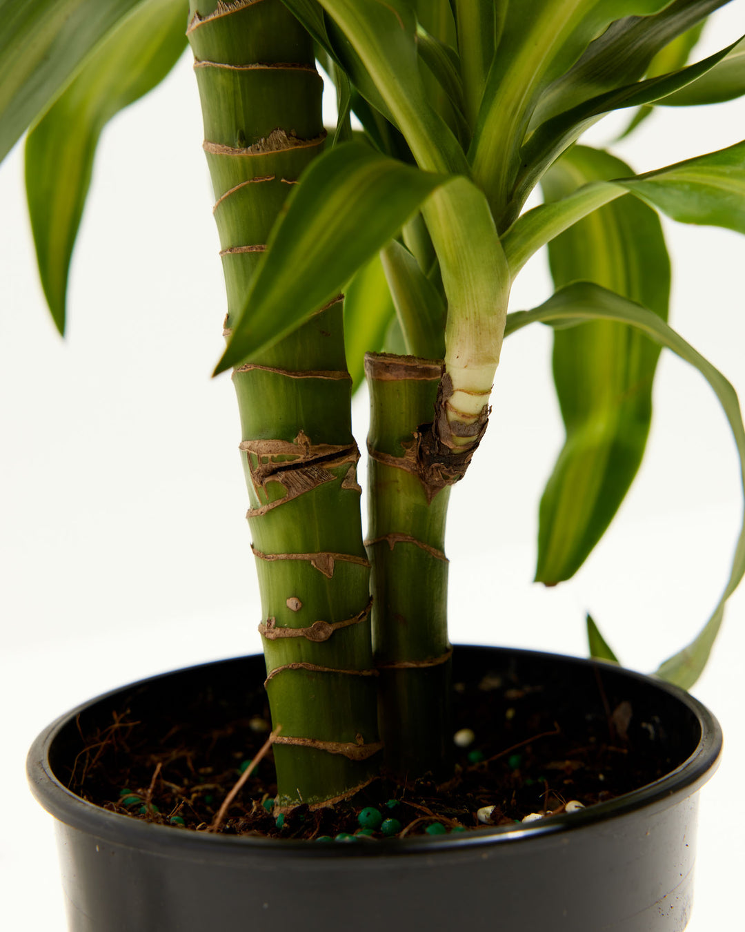 Cane Massangeana Dragon Plant (Dracaena), Lively Root, Plant, , , , 