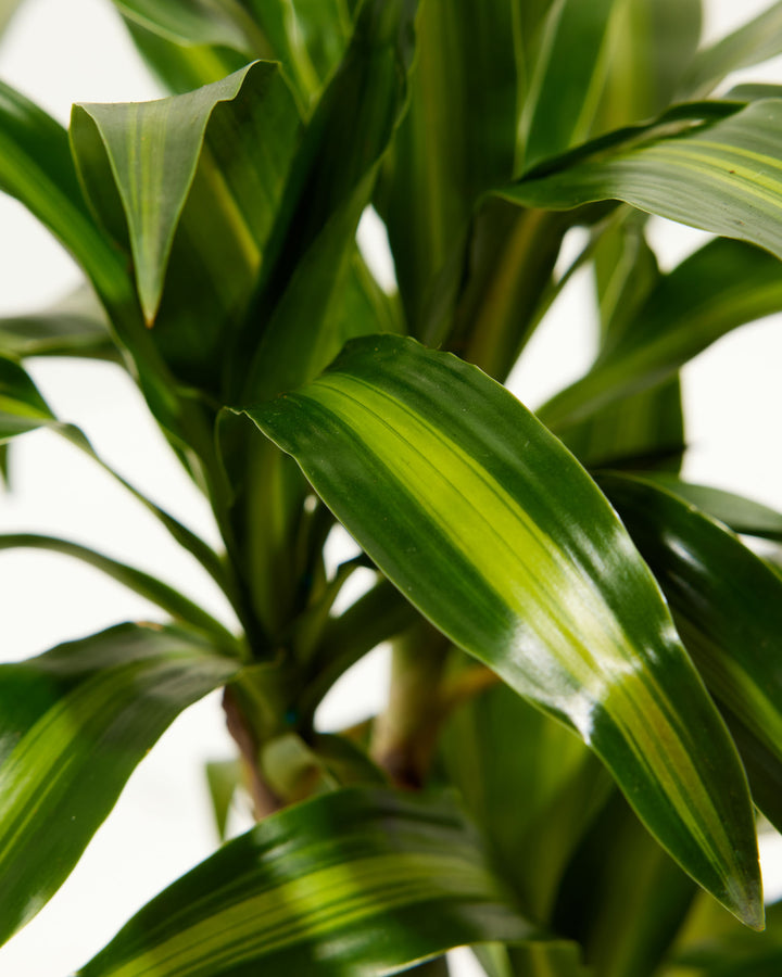 Cane Massangeana Dragon Plant (Dracaena), Lively Root, Plant, , , , 