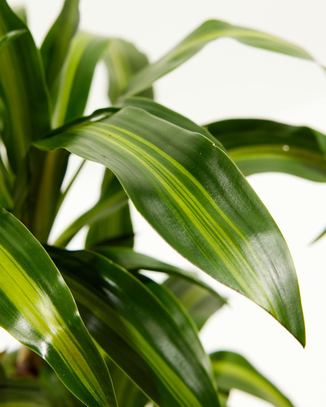 Cane Massangeana Dragon Plant (Dracaena), Lively Root, Plant, , , , 