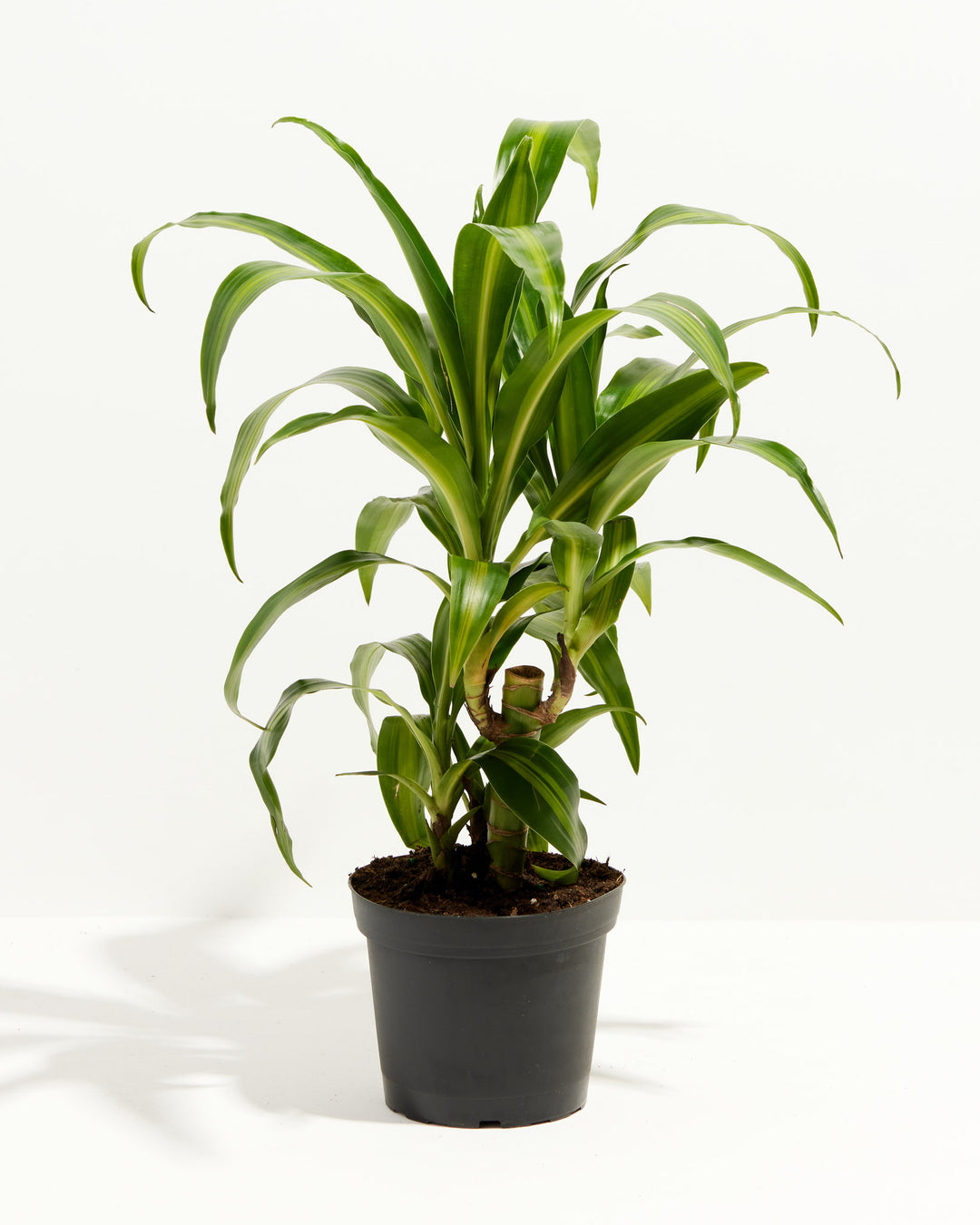Cane Massangeana Dragon Plant (Dracaena), Lively Root, Plant, Size, Medium, , 