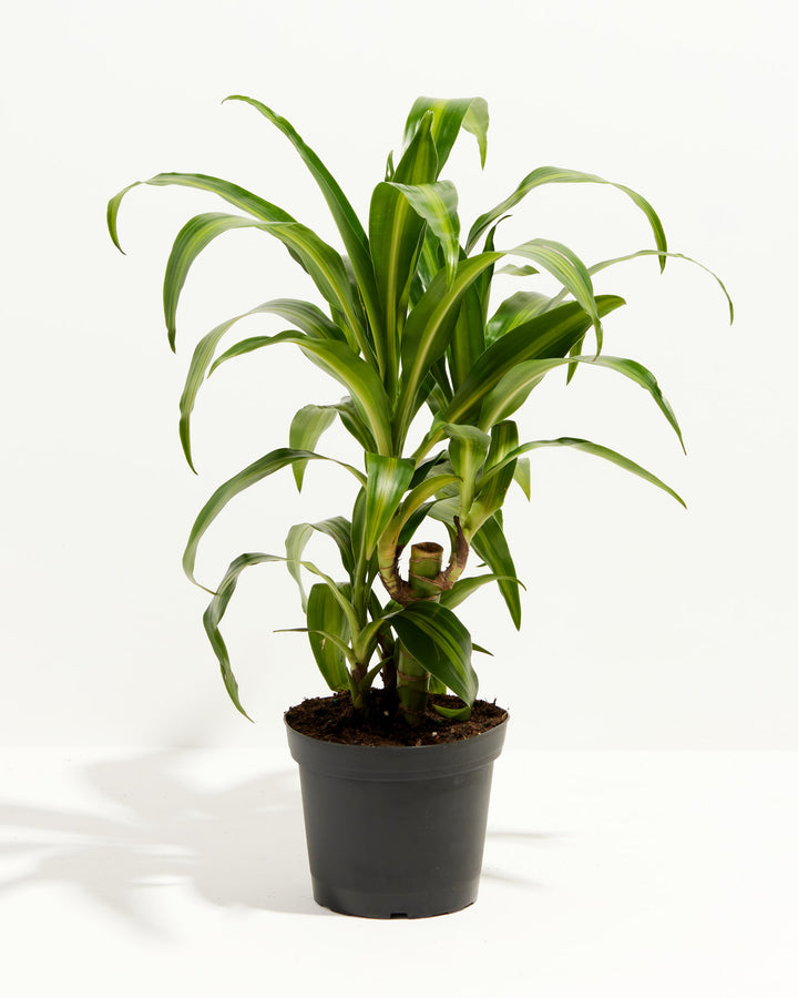 Cane Massangeana Dragon Plant (Dracaena), Lively Root, Plant, Size, Medium, , 