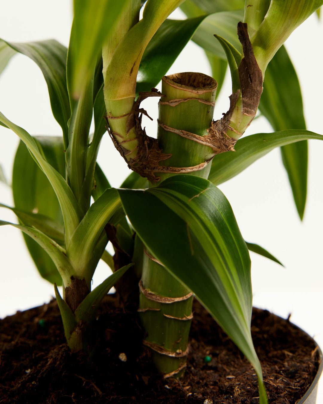 Cane Massangeana Dragon Plant (Dracaena), Lively Root, Plant, , , , 
