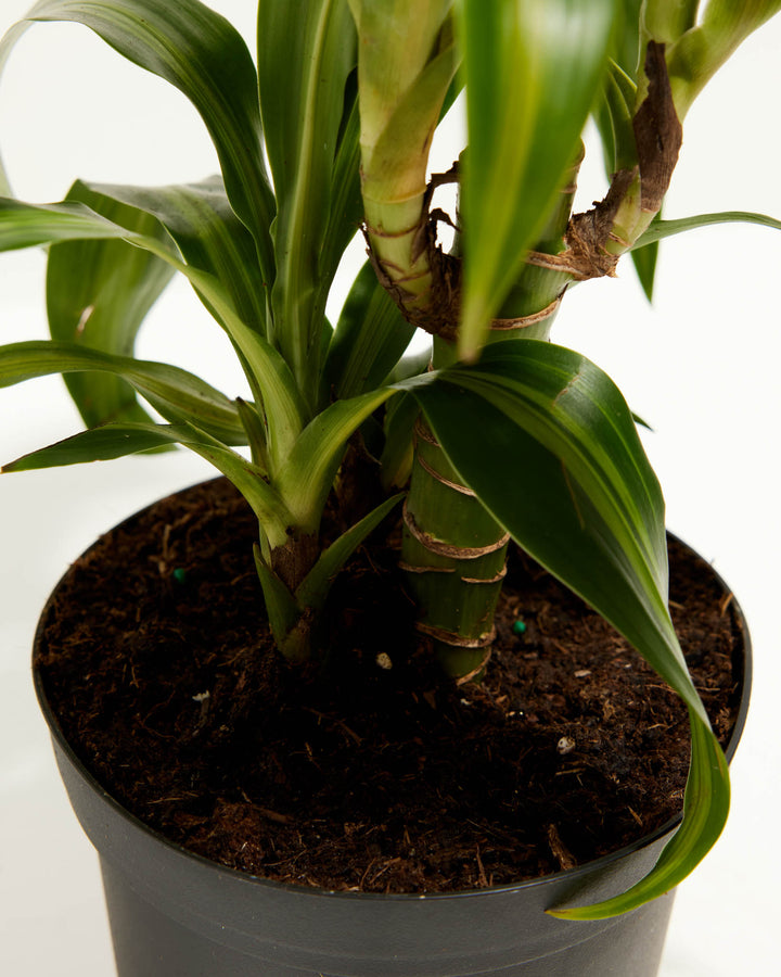 Cane Massangeana Dragon Plant (Dracaena), Lively Root, Plant, , , , 