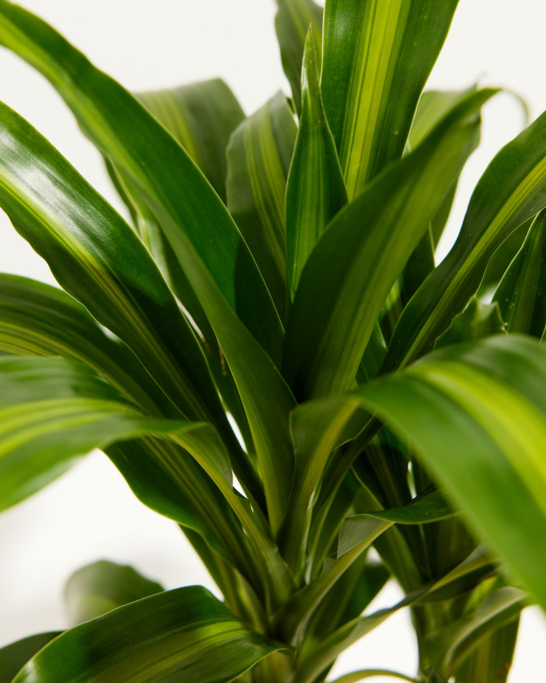 Cane Massangeana Dragon Plant (Dracaena), Lively Root, Plant, , , , 
