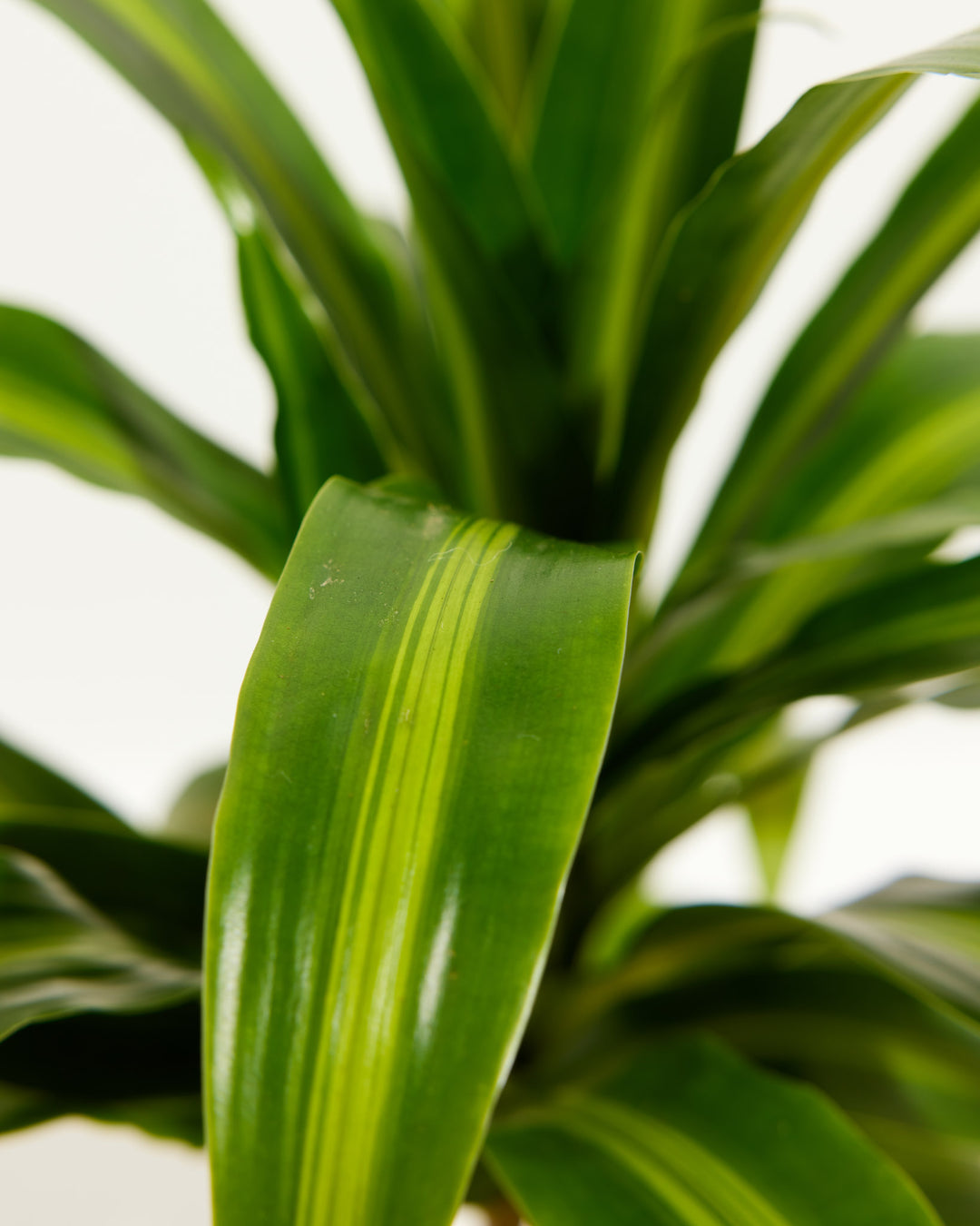 Cane Massangeana Dragon Plant (Dracaena), Lively Root, Plant, , , , 