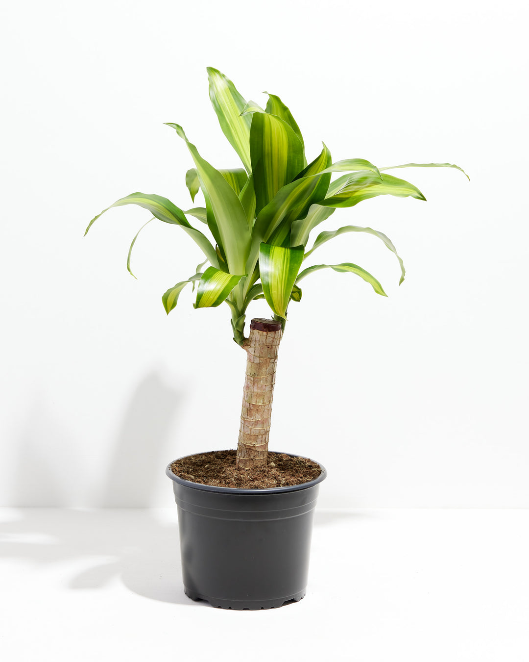 Cane Massangeana Dragon Plant (Dracaena), Lively Root, Plant, Size, Large, , 