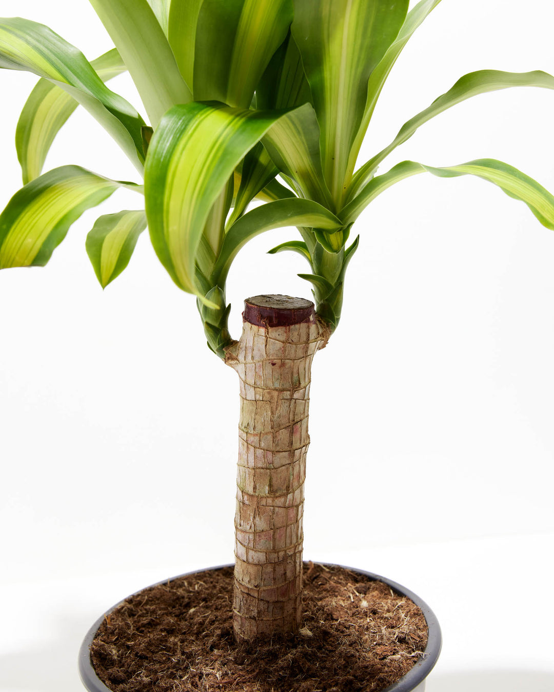 Cane Massangeana Dragon Plant (Dracaena), Lively Root, Plant, , , , 