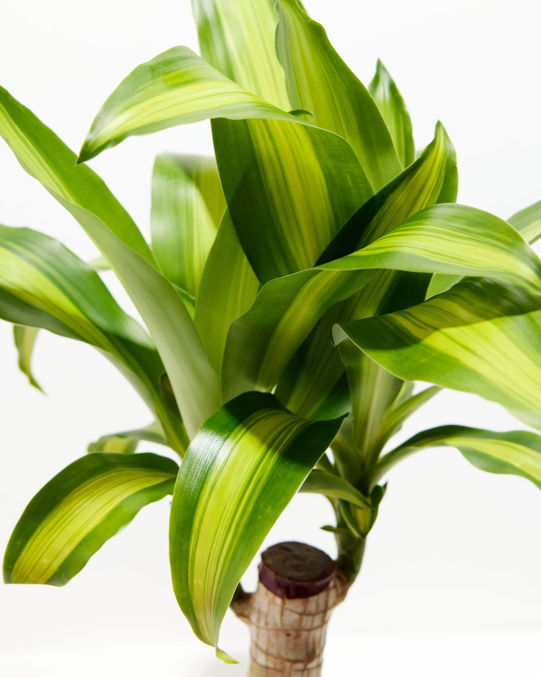 Cane Massangeana Dragon Plant (Dracaena), Lively Root, Plant, , , , 