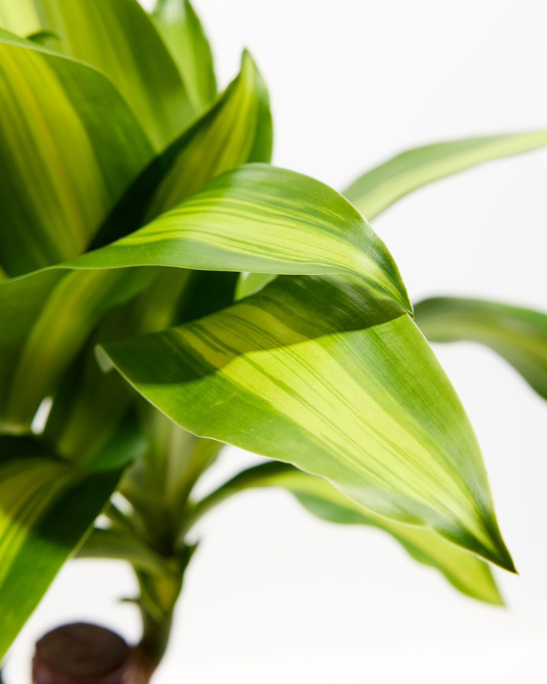 Cane Massangeana Dragon Plant (Dracaena), Lively Root, Plant, , , , 