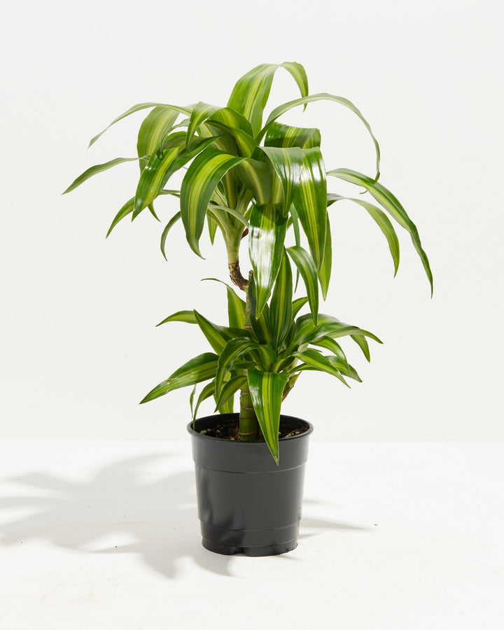 Dracaena Hawaiian Sunshine Dragon Tree