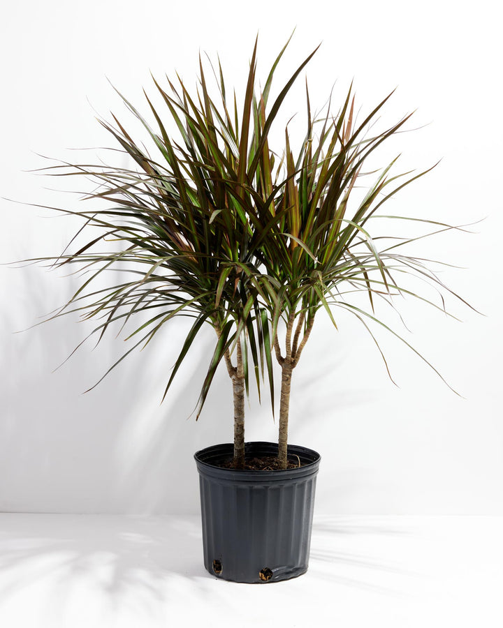 Magenta Cane Dragon Tree (Dracaena), Lively Root, Plant, Size, Extra Large, , 